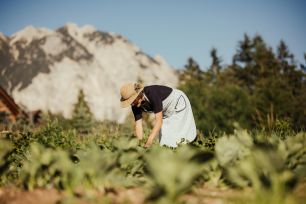Organic vegetable garden